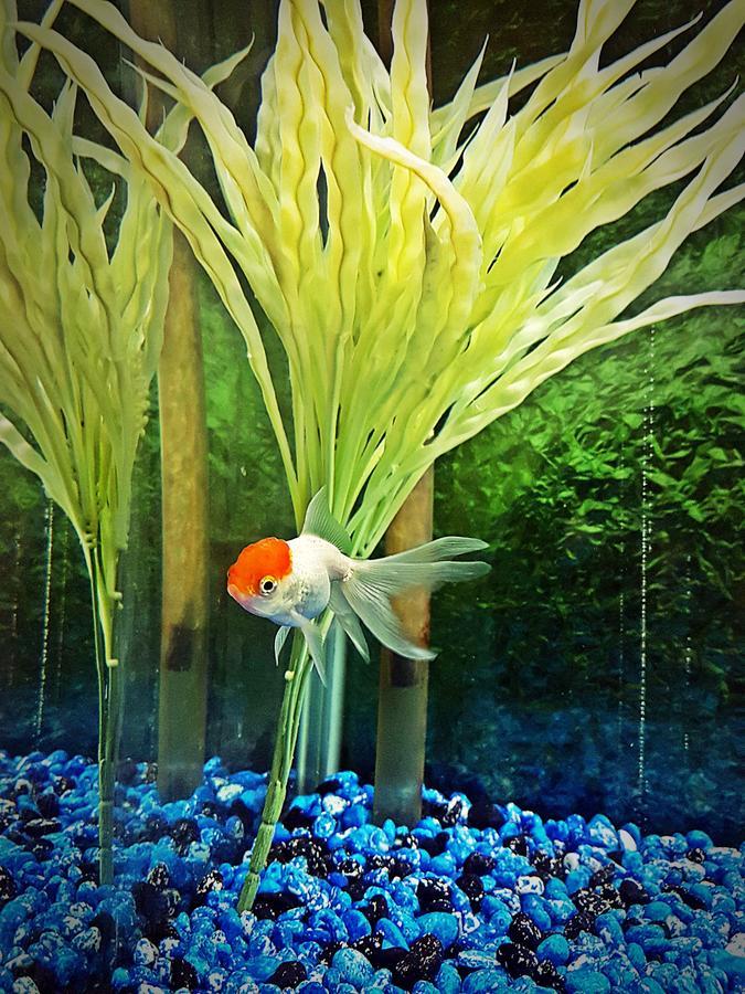 Aquarium Hotel 리야드 외부 사진
